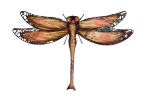 Brown/Green Dragonfly