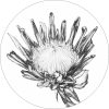 Potstand:  King Protea White