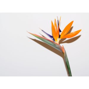 Glass-Cutting-Board-Strelitzia