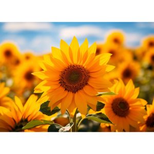Glass Cutting Board: Sunflowers Close-Up NEW