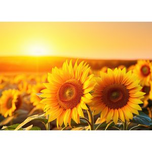 Glass Cutting Board:  Two Sunflowers - NEW
