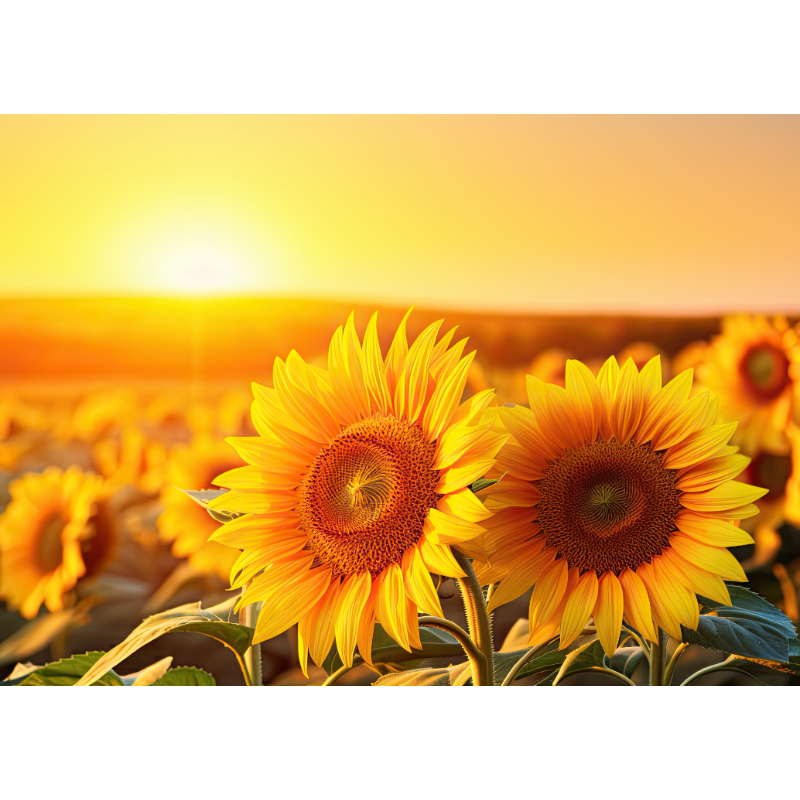 Glass Cutting Board: Two Sunflowers - NEW
